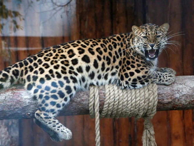 Vẻ đẹp của 24 lo&agrave;i động vật mới được đưa v&agrave;o s&aacute;ch đỏ, c&oacute; thể ch&uacute;ng ta sẽ kh&ocirc;ng c&ograve;n nh&igrave;n thấy ch&uacute;ng trong tương lai - Ảnh 10.