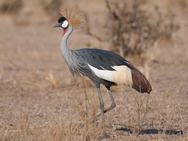 Vẻ đẹp của 24 lo&agrave;i động vật mới được đưa v&agrave;o s&aacute;ch đỏ, c&oacute; thể ch&uacute;ng ta sẽ kh&ocirc;ng c&ograve;n nh&igrave;n thấy ch&uacute;ng trong tương lai - Ảnh 11.