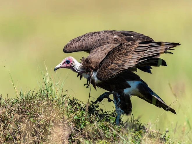 Vẻ đẹp của 24 lo&agrave;i động vật mới được đưa v&agrave;o s&aacute;ch đỏ, c&oacute; thể ch&uacute;ng ta sẽ kh&ocirc;ng c&ograve;n nh&igrave;n thấy ch&uacute;ng trong tương lai - Ảnh 12.