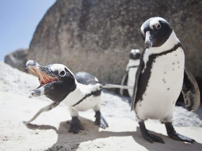 Vẻ đẹp của 24 lo&agrave;i động vật mới được đưa v&agrave;o s&aacute;ch đỏ, c&oacute; thể ch&uacute;ng ta sẽ kh&ocirc;ng c&ograve;n nh&igrave;n thấy ch&uacute;ng trong tương lai - Ảnh 13.