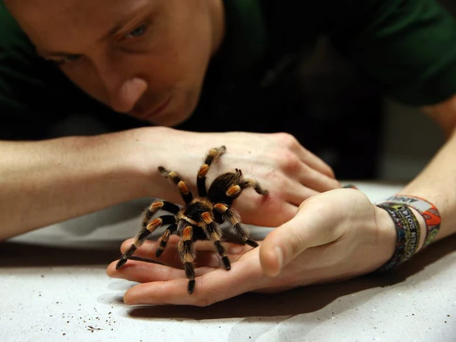 Vẻ đẹp của 24 lo&agrave;i động vật mới được đưa v&agrave;o s&aacute;ch đỏ, c&oacute; thể ch&uacute;ng ta sẽ kh&ocirc;ng c&ograve;n nh&igrave;n thấy ch&uacute;ng trong tương lai - Ảnh 17.