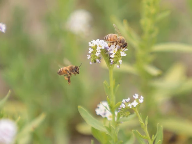 Vẻ đẹp của 24 lo&agrave;i động vật mới được đưa v&agrave;o s&aacute;ch đỏ, c&oacute; thể ch&uacute;ng ta sẽ kh&ocirc;ng c&ograve;n nh&igrave;n thấy ch&uacute;ng trong tương lai - Ảnh 19.