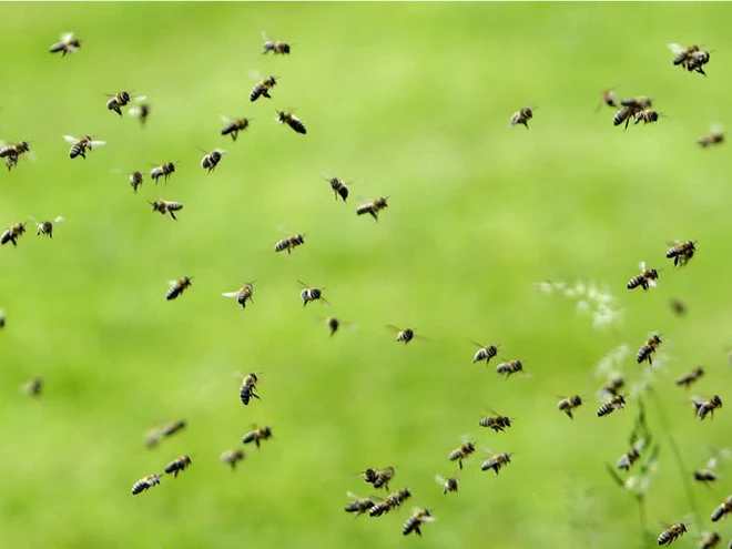 Vẻ đẹp của 24 lo&agrave;i động vật mới được đưa v&agrave;o s&aacute;ch đỏ, c&oacute; thể ch&uacute;ng ta sẽ kh&ocirc;ng c&ograve;n nh&igrave;n thấy ch&uacute;ng trong tương lai - Ảnh 20.