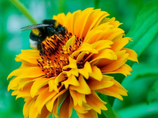 Vẻ đẹp của 24 lo&agrave;i động vật mới được đưa v&agrave;o s&aacute;ch đỏ, c&oacute; thể ch&uacute;ng ta sẽ kh&ocirc;ng c&ograve;n nh&igrave;n thấy ch&uacute;ng trong tương lai - Ảnh 21.