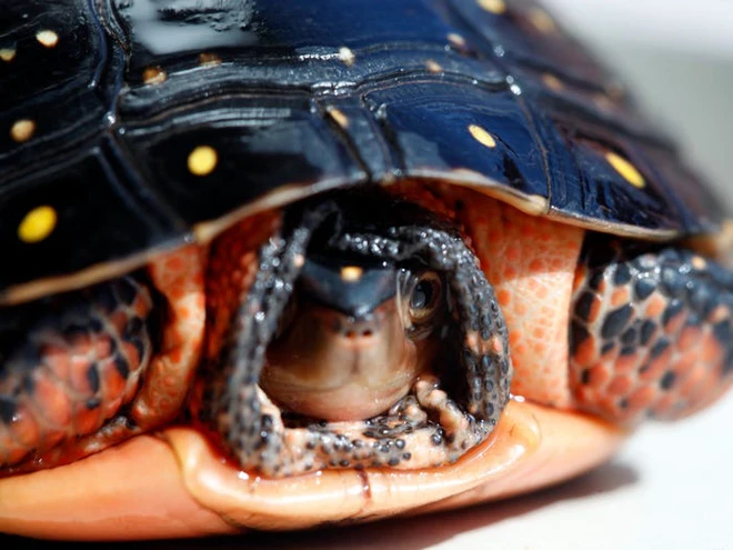 Vẻ đẹp của 24 lo&agrave;i động vật mới được đưa v&agrave;o s&aacute;ch đỏ, c&oacute; thể ch&uacute;ng ta sẽ kh&ocirc;ng c&ograve;n nh&igrave;n thấy ch&uacute;ng trong tương lai - Ảnh 22.