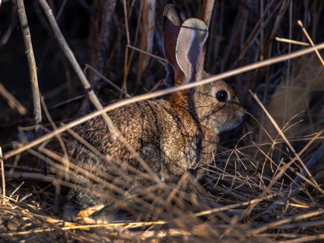 Vẻ đẹp của 24 lo&agrave;i động vật mới được đưa v&agrave;o s&aacute;ch đỏ, c&oacute; thể ch&uacute;ng ta sẽ kh&ocirc;ng c&ograve;n nh&igrave;n thấy ch&uacute;ng trong tương lai - Ảnh 25.