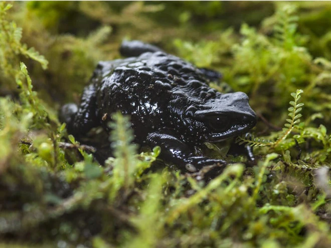 Vẻ đẹp của 24 lo&agrave;i động vật mới được đưa v&agrave;o s&aacute;ch đỏ, c&oacute; thể ch&uacute;ng ta sẽ kh&ocirc;ng c&ograve;n nh&igrave;n thấy ch&uacute;ng trong tương lai - Ảnh 26.