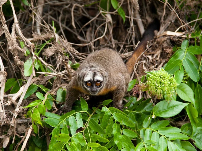 Vẻ đẹp của 24 lo&agrave;i động vật mới được đưa v&agrave;o s&aacute;ch đỏ, c&oacute; thể ch&uacute;ng ta sẽ kh&ocirc;ng c&ograve;n nh&igrave;n thấy ch&uacute;ng trong tương lai - Ảnh 27.