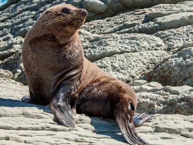 Vẻ đẹp của 24 lo&agrave;i động vật mới được đưa v&agrave;o s&aacute;ch đỏ, c&oacute; thể ch&uacute;ng ta sẽ kh&ocirc;ng c&ograve;n nh&igrave;n thấy ch&uacute;ng trong tương lai - Ảnh 29.