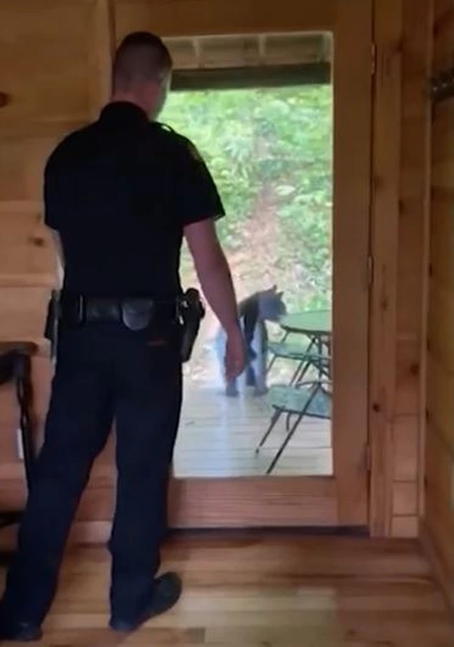 Đ&agrave;n gấu v&agrave;o nh&agrave; nghỉ dọa kh&aacute;ch chạy hết l&ecirc;n g&aacute;c rồi thản nhi&ecirc;n &ldquo;khoắng&rdquo; sạch kẹo v&agrave; bia v&igrave; qu&aacute; đ&oacute;i - Ảnh 4.