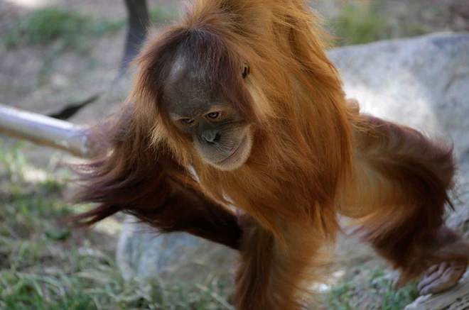 Động vật trong sở th&uacute; đang cảm thấy c&ocirc; đơn khi thiếu vắng kh&aacute;ch tham quan v&igrave; Covid-19 - Ảnh 1.