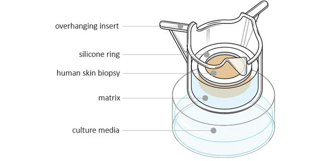 Những hũ da người n&agrave;y sẽ cứu sống h&agrave;ng triệu động vật th&iacute; nghiệm đang xả th&acirc;n phục vụ ng&agrave;nh c&ocirc;ng nghiệp mỹ phẩm - Ảnh 8.