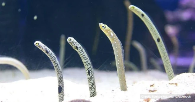 Khu thủy sinh Nhật Bản k&ecirc;u gọi người d&acirc;n FaceTime với lươn cho ch&uacute;ng đỡ nhớ kh&aacute;ch du lịch - Ảnh 2.