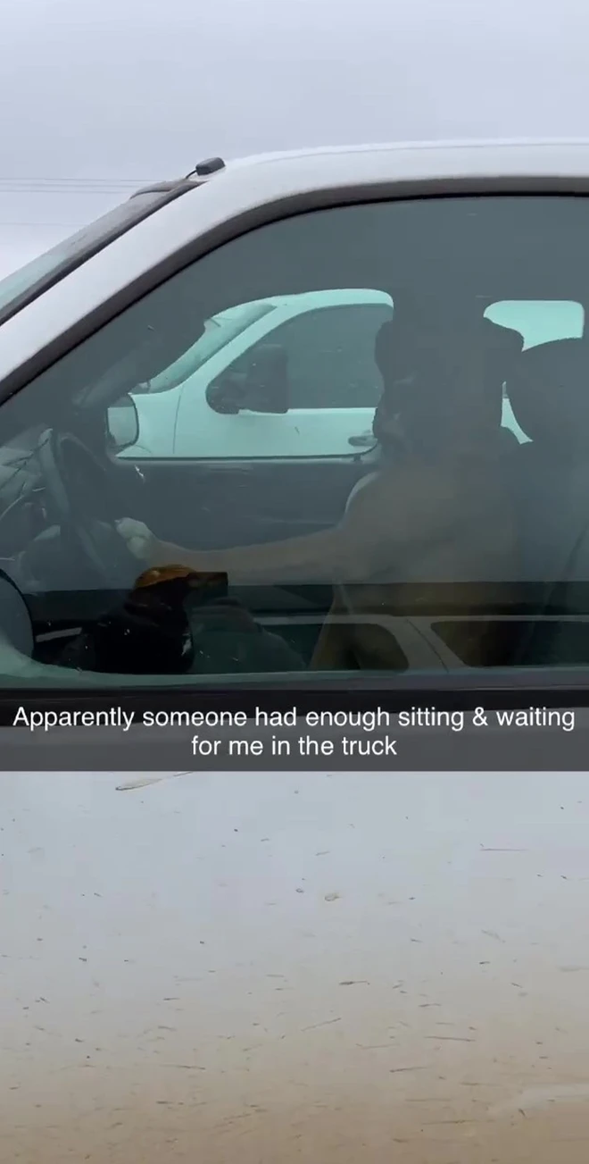 Ngồi đợi trong xe qu&aacute; l&acirc;u, ch&uacute; ch&oacute; bấm c&ograve;i inh ỏi để gọi chủ đang đi mua sắm quay về - Ảnh 2.