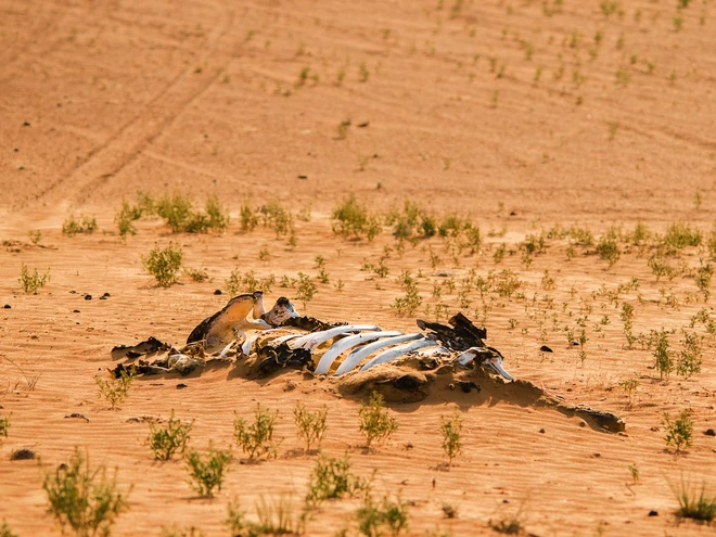 Cảnh b&aacute;o đỏ: Đại tuyệt chủng lần 6 đang diễn ra nhanh hơn nhiều so với mọi dự b&aacute;o, lỗi ho&agrave;n to&agrave;n do con người - Ảnh 1.