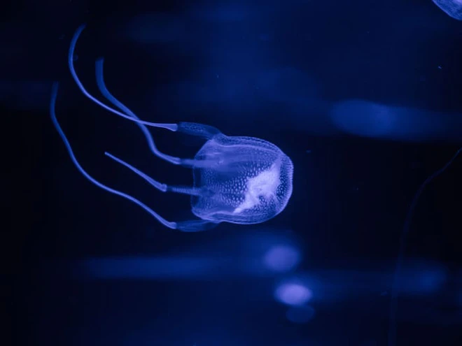 Những kỷ lục kỳ lạ v&agrave; độc đ&aacute;o nhất thế giới từng được x&aacute;c lập bởi c&aacute;c lo&agrave;i động vật - Ảnh 11.