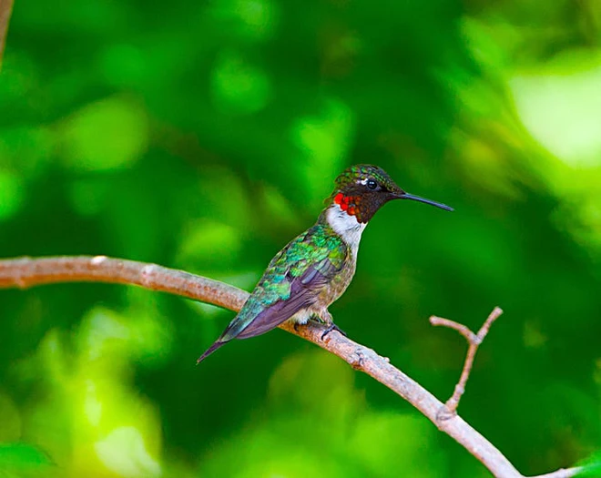 Những kỷ lục kỳ lạ v&agrave; độc đ&aacute;o nhất thế giới từng được x&aacute;c lập bởi c&aacute;c lo&agrave;i động vật - Ảnh 12.