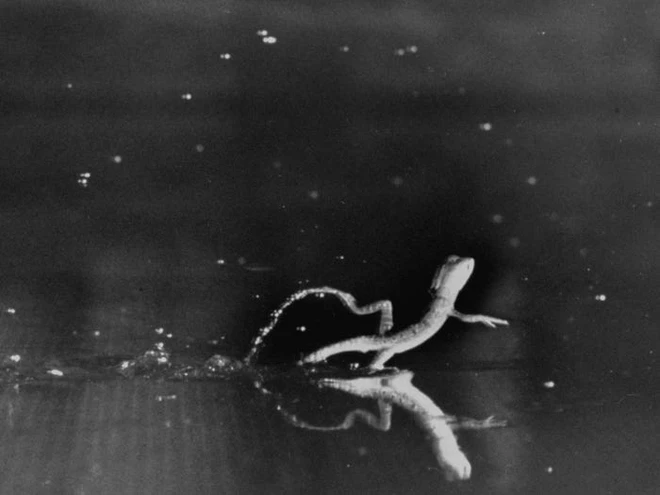 Những kỷ lục kỳ lạ v&agrave; độc đ&aacute;o nhất thế giới từng được x&aacute;c lập bởi c&aacute;c lo&agrave;i động vật - Ảnh 14.