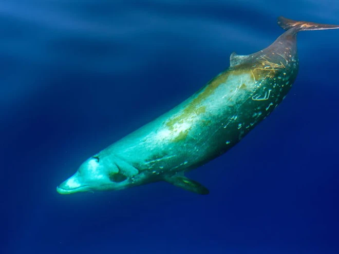 Những kỷ lục kỳ lạ v&agrave; độc đ&aacute;o nhất thế giới từng được x&aacute;c lập bởi c&aacute;c lo&agrave;i động vật - Ảnh 18.