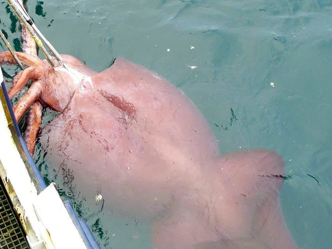 Những kỷ lục kỳ lạ v&agrave; độc đ&aacute;o nhất thế giới từng được x&aacute;c lập bởi c&aacute;c lo&agrave;i động vật - Ảnh 19.