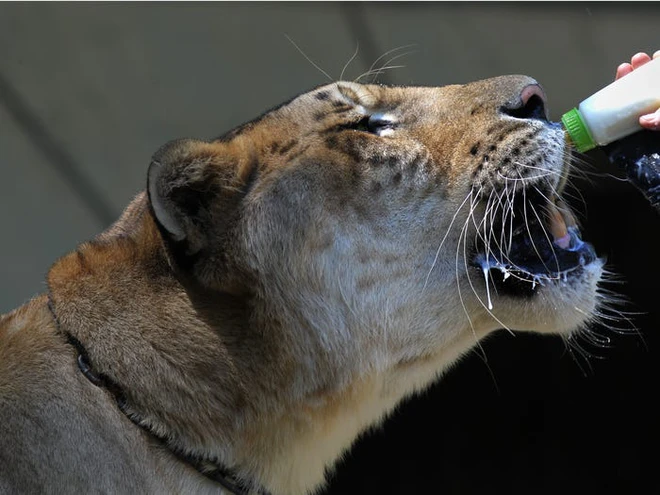 Những kỷ lục kỳ lạ v&agrave; độc đ&aacute;o nhất thế giới từng được x&aacute;c lập bởi c&aacute;c lo&agrave;i động vật - Ảnh 20.