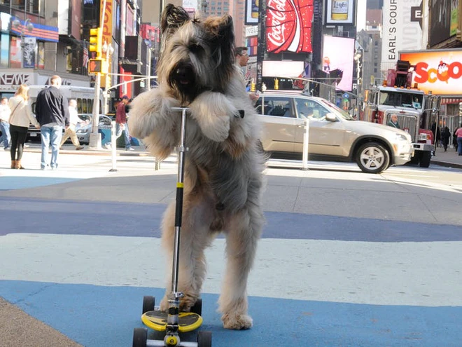 Những kỷ lục kỳ lạ v&agrave; độc đ&aacute;o nhất thế giới từng được x&aacute;c lập bởi c&aacute;c lo&agrave;i động vật - Ảnh 3.