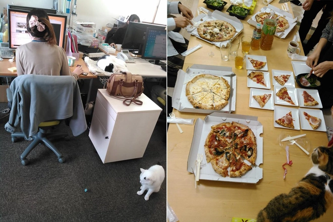 Nhật Bản: Họp từ xa xong sếp vẫn bắt online chỉ để ngắm m&egrave;o nh&agrave; nh&acirc;n vi&ecirc;n - Ảnh 3.