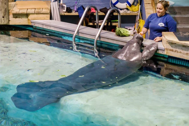 Những kỷ lục kỳ lạ v&agrave; độc đ&aacute;o nhất thế giới từng được x&aacute;c lập bởi c&aacute;c lo&agrave;i động vật - Ảnh 7.