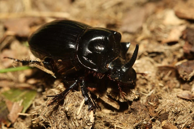 Những kỷ lục kỳ lạ v&agrave; độc đ&aacute;o nhất thế giới từng được x&aacute;c lập bởi c&aacute;c lo&agrave;i động vật - Ảnh 9.