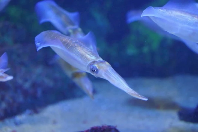 Đột ph&aacute;: Chế tạo th&agrave;nh c&ocirc;ng tế b&agrave;o trong suốt, mở ra c&aacute;nh cửa để con người sở hữu khả năng t&agrave;ng h&igrave;nh - Ảnh 1.