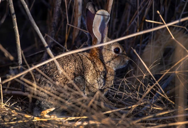Virus được mệnh danh l&agrave; bunny Ebola l&acirc;y lan mạnh, giết chết h&agrave;ng ng&agrave;n con thỏ ở Mỹ - Ảnh 3.