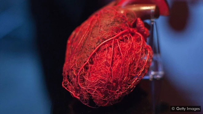 L&aacute; gan 100 tuổi trong cơ thể c&ocirc; g&aacute;i ngo&agrave;i đ&ocirc;i mươi v&agrave; những b&iacute; ẩn về tuổi nội tạng - Ảnh 3.