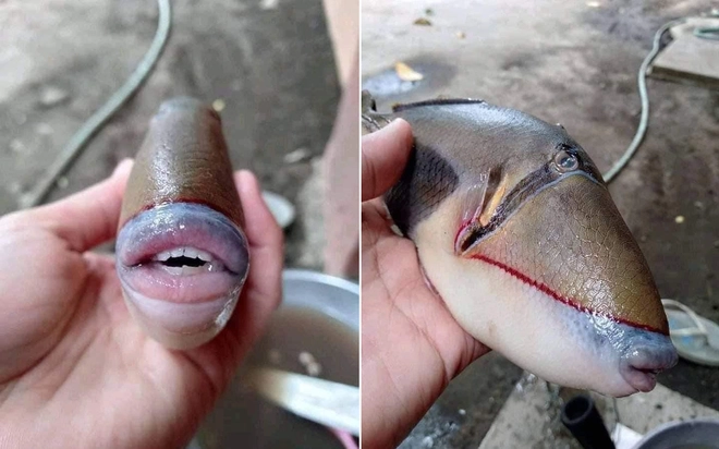 Internet th&iacute;ch th&uacute; với ch&uacute; c&aacute; sở hữu bờ m&ocirc;i d&agrave;y mọng y như của con người - Ảnh 1.