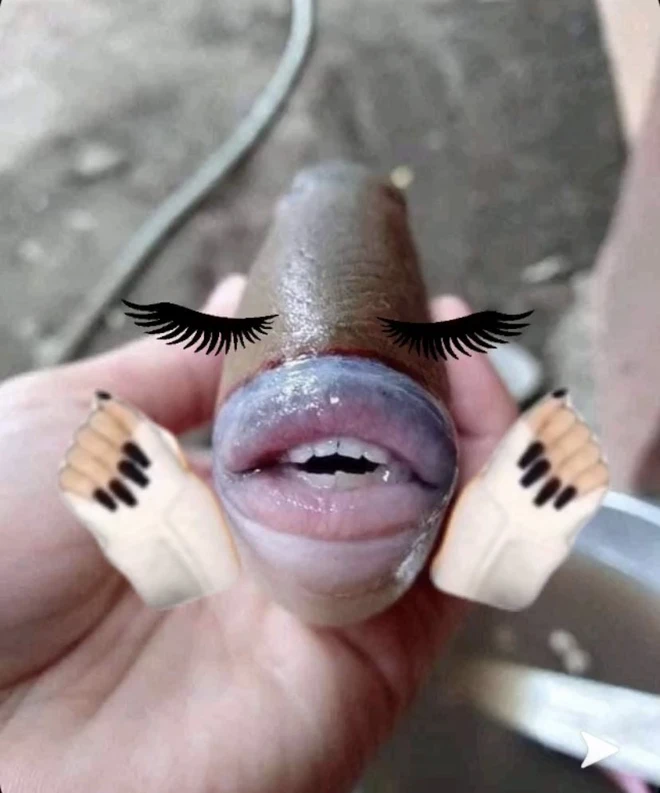 Internet th&iacute;ch th&uacute; với ch&uacute; c&aacute; sở hữu bờ m&ocirc;i d&agrave;y mọng y như của con người - Ảnh 2.