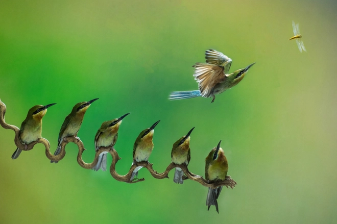 Chi&ecirc;m ngưỡng c&aacute;c t&aacute;c phẩm ảnh s&aacute;ng tạo xuất sắc tại giải thưởng Creative Photography Awards 2020 - Ảnh 16.