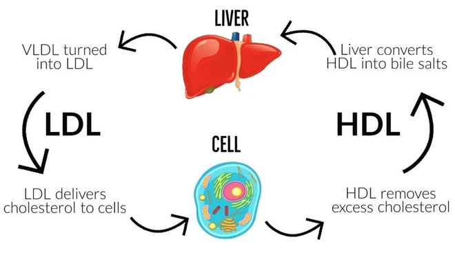 Một loại vắc-xin ph&ograve;ng bệnh tim mạch: Ti&ecirc;m một mũi ở tuổi 20 sẽ khỏe mạnh đến suốt đời - Ảnh 3.