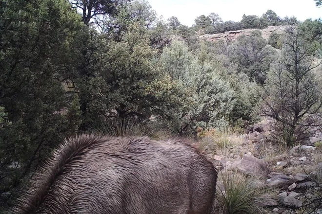 Đố bạn nh&igrave;n thấy con sư tử n&uacute;i trong bức ảnh động vật hoang d&atilde; đ&aacute;ng sợ n&agrave;y - Ảnh 1.
