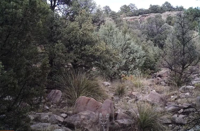 Đố bạn nh&igrave;n thấy con sư tử n&uacute;i trong bức ảnh động vật hoang d&atilde; đ&aacute;ng sợ n&agrave;y - Ảnh 2.