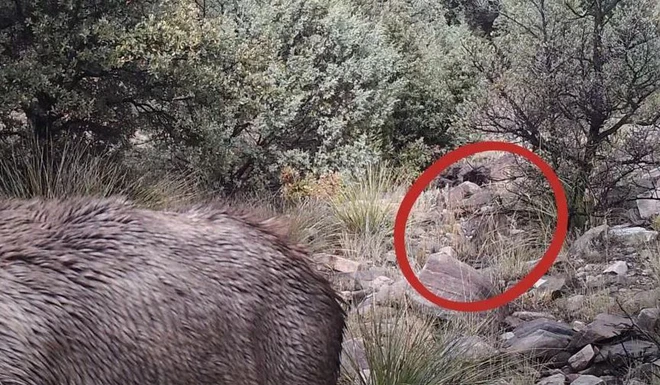 Đố bạn nh&igrave;n thấy con sư tử n&uacute;i trong bức ảnh động vật hoang d&atilde; đ&aacute;ng sợ n&agrave;y - Ảnh 3.