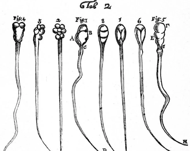 Ph&aacute;t hiện mới về c&aacute;ch hoạt động của tinh tr&ugrave;ng, đ&aacute;nh đổ quan niệm sai lầm suốt 300 năm nay - Ảnh 2.