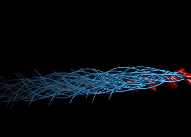 Ph&aacute;t hiện mới về c&aacute;ch hoạt động của tinh tr&ugrave;ng, đ&aacute;nh đổ quan niệm sai lầm suốt 300 năm nay - Ảnh 1.