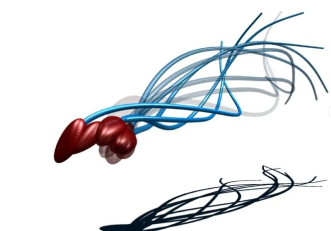 Ph&aacute;t hiện mới về c&aacute;ch hoạt động của tinh tr&ugrave;ng, đ&aacute;nh đổ quan niệm sai lầm suốt 300 năm nay - Ảnh 3.