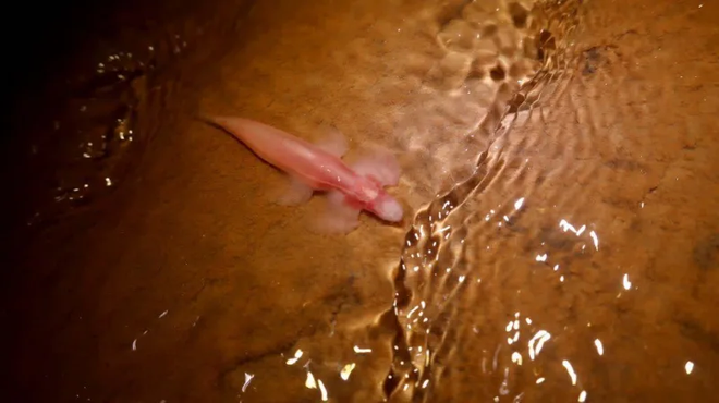 Nghi&ecirc;n cứu chỉ ra phải c&oacute; tới hơn một chục lo&agrave;i c&aacute; Ch&acirc;u &Aacute; c&oacute; thể đi bộ tr&ecirc;n mặt đất - Ảnh 3.