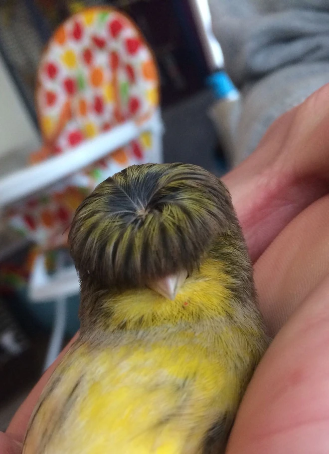 Gloster Canary: Lo&agrave;i chim kỳ lạ sở hữu quả đầu moi cực chất - Ảnh 7.