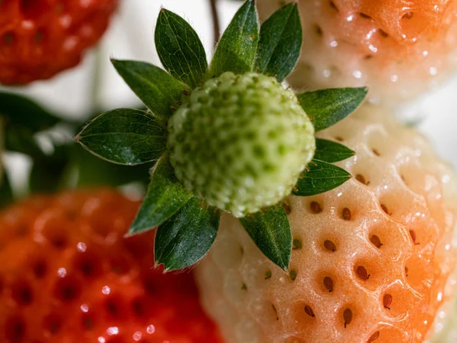 C&aacute;ch tạo ra những quả d&acirc;u t&acirc;y xa xỉ trong c&aacute;c trang trại thẳng đứng được điều khiển bằng AI ở Mỹ - Ảnh 6.