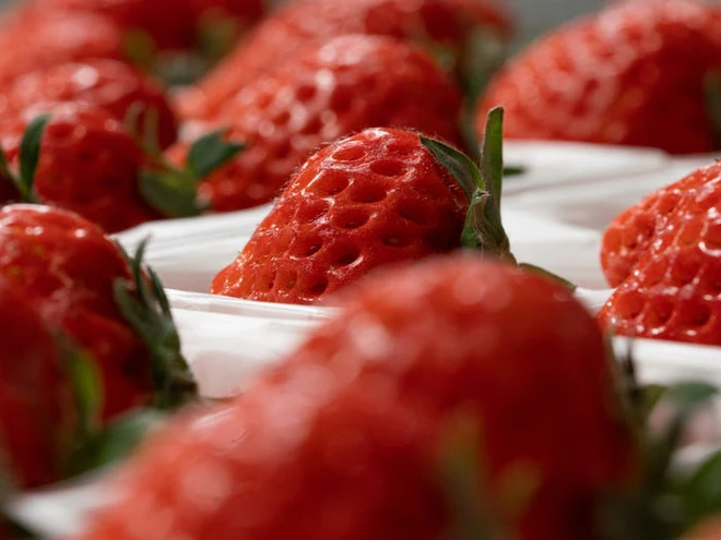 C&aacute;ch tạo ra những quả d&acirc;u t&acirc;y xa xỉ trong c&aacute;c trang trại thẳng đứng được điều khiển bằng AI ở Mỹ - Ảnh 8.