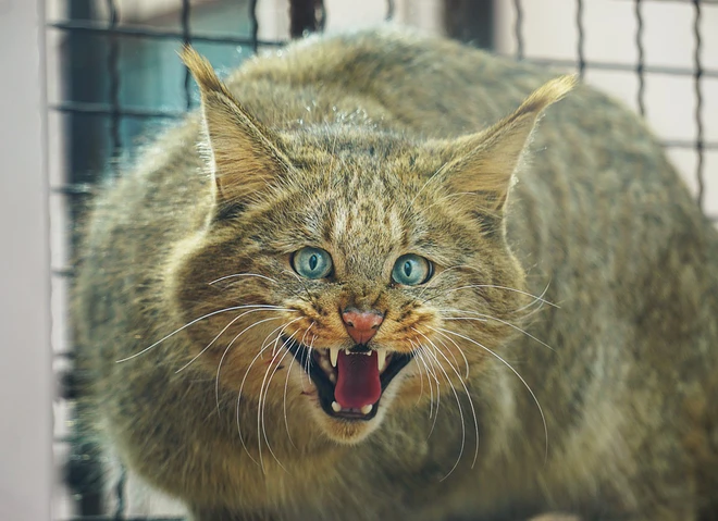 Top 10 lo&agrave;i m&egrave;o qu&yacute; hiếm tr&ecirc;n thế giới - Ảnh 4.