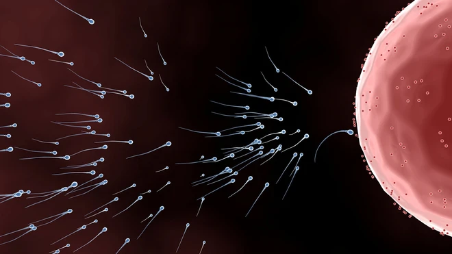 Nghi&ecirc;n cứu mới cho thấy một số tinh tr&ugrave;ng đ&atilde; c&agrave;i th&ecirc;m hack để chiến thắng cuộc đua thụ tinh cho trứng - Ảnh 3.