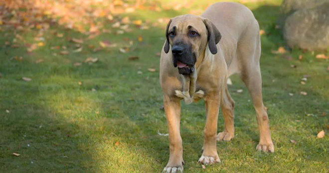 Những giống ch&oacute; nguy hiểm v&agrave; bị cấm nu&ocirc;i nhiều nhất tr&ecirc;n thế giới - Ảnh 12.