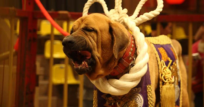 Những giống ch&oacute; nguy hiểm v&agrave; bị cấm nu&ocirc;i nhiều nhất tr&ecirc;n thế giới - Ảnh 1.